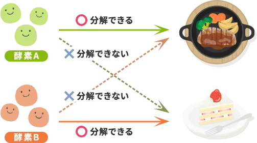 酵素は1種類につき、1つの物質しか分解できない